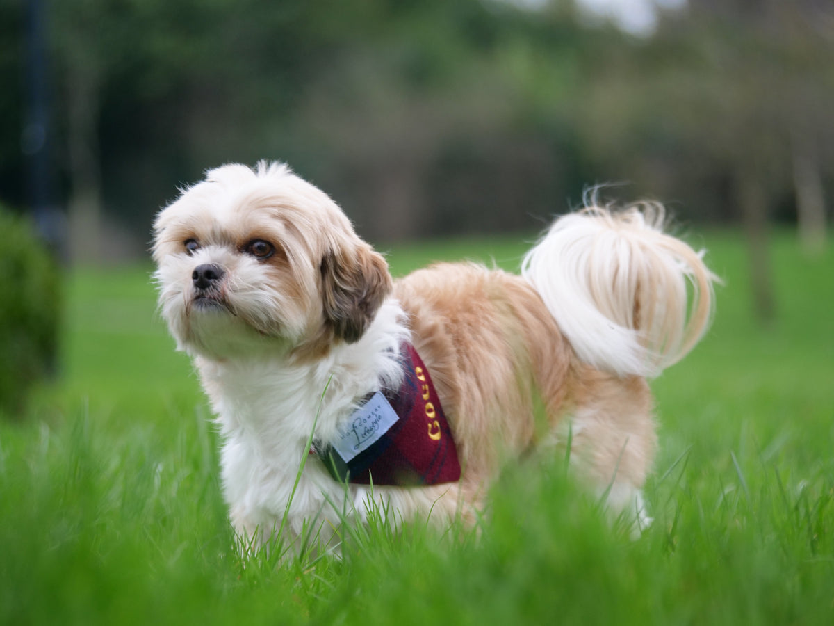 Tweed hot sale dog bandana